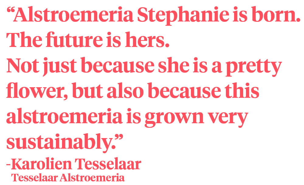 Alstroemeria Stephanie quote Karolien Tesselaar on Thursd