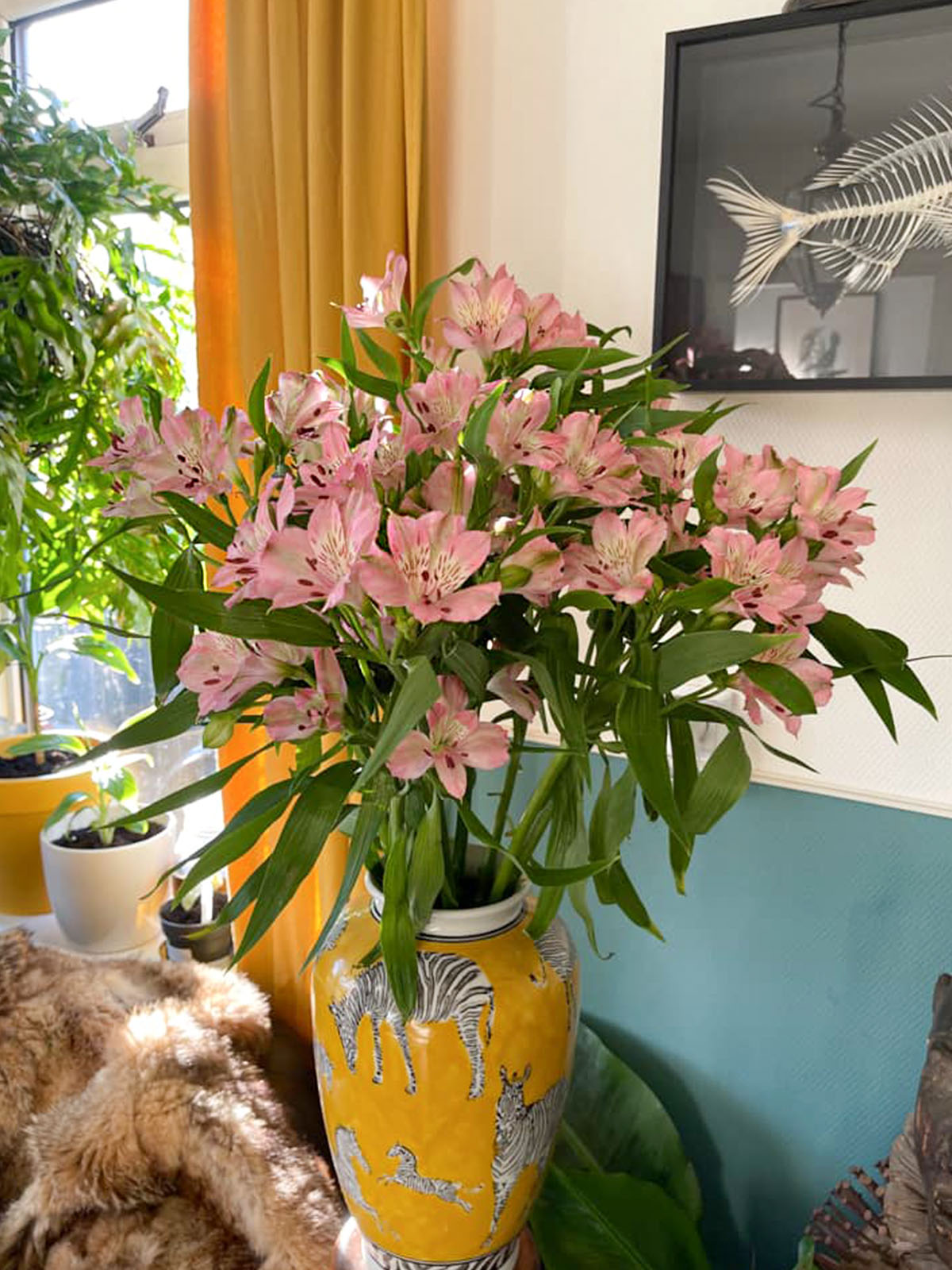 witness-the-birth-of-the-lovely-soft-pink-alstroemeria-stephanie-featured