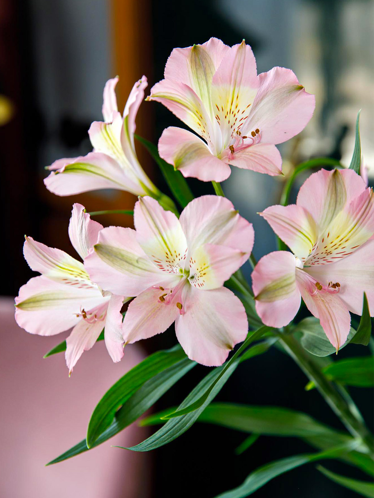 Alstroemeria Stephanie by Agora Group - on Thursd