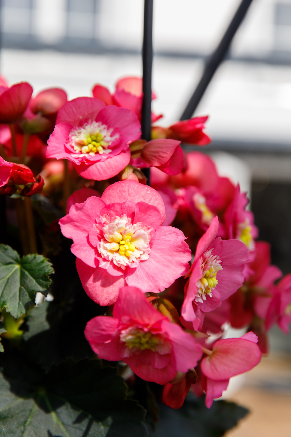 Begonia plants for mother's day - on Thursd