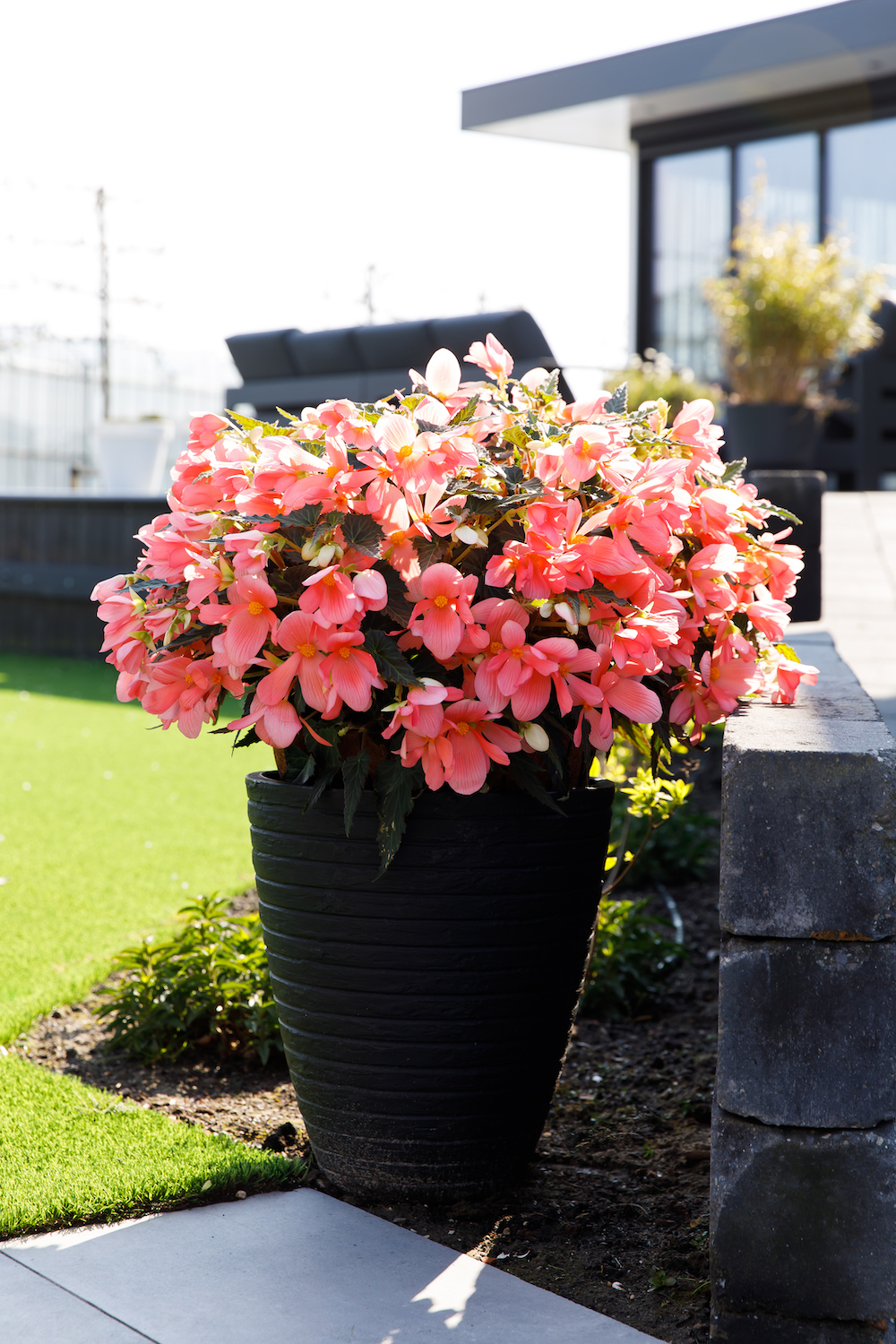 Begonia Florencio Pink - Mother's Day Plants on Thursd