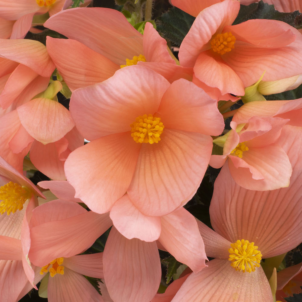 Begonia Florencio Pink closeup - on Thursd