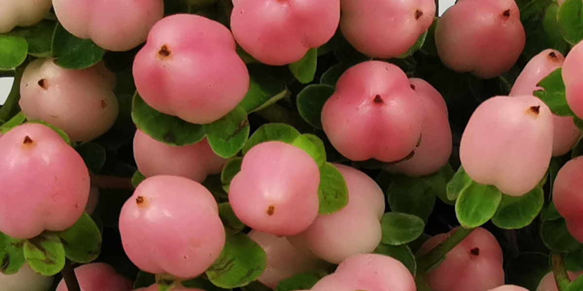 Hypericum Coco Casino - Product onThursd