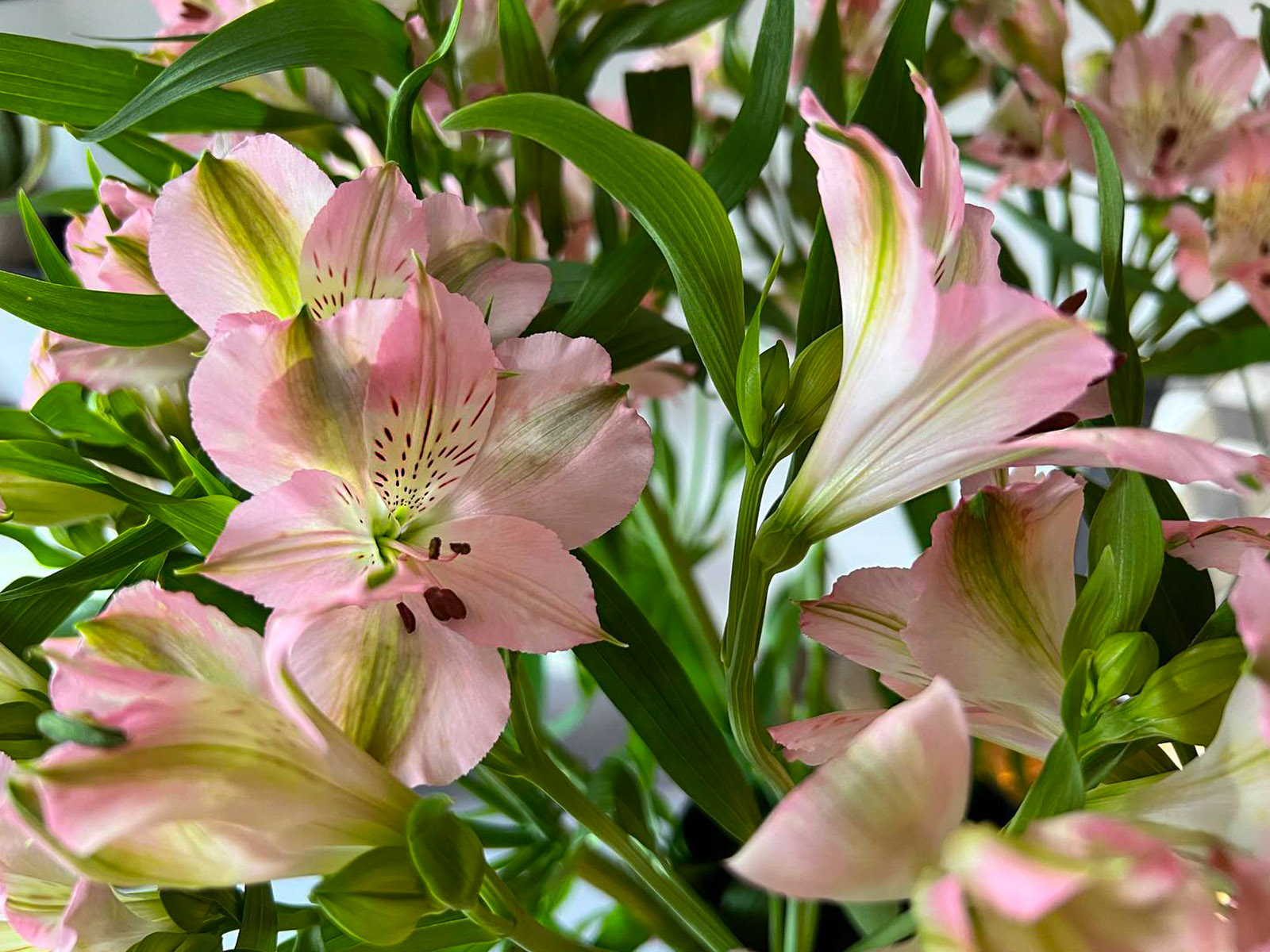 Alstroemeria Stephanie by Huisjeboompjeblogje - on Thursd