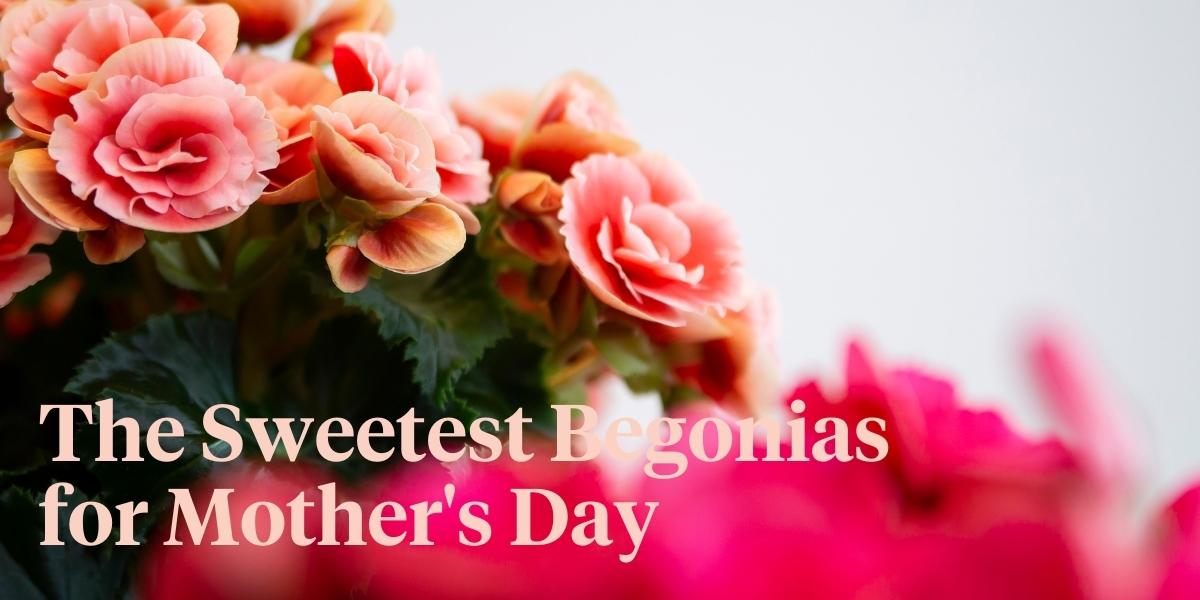 header Pink Begonia Plants for Mothers Day Yes, Please