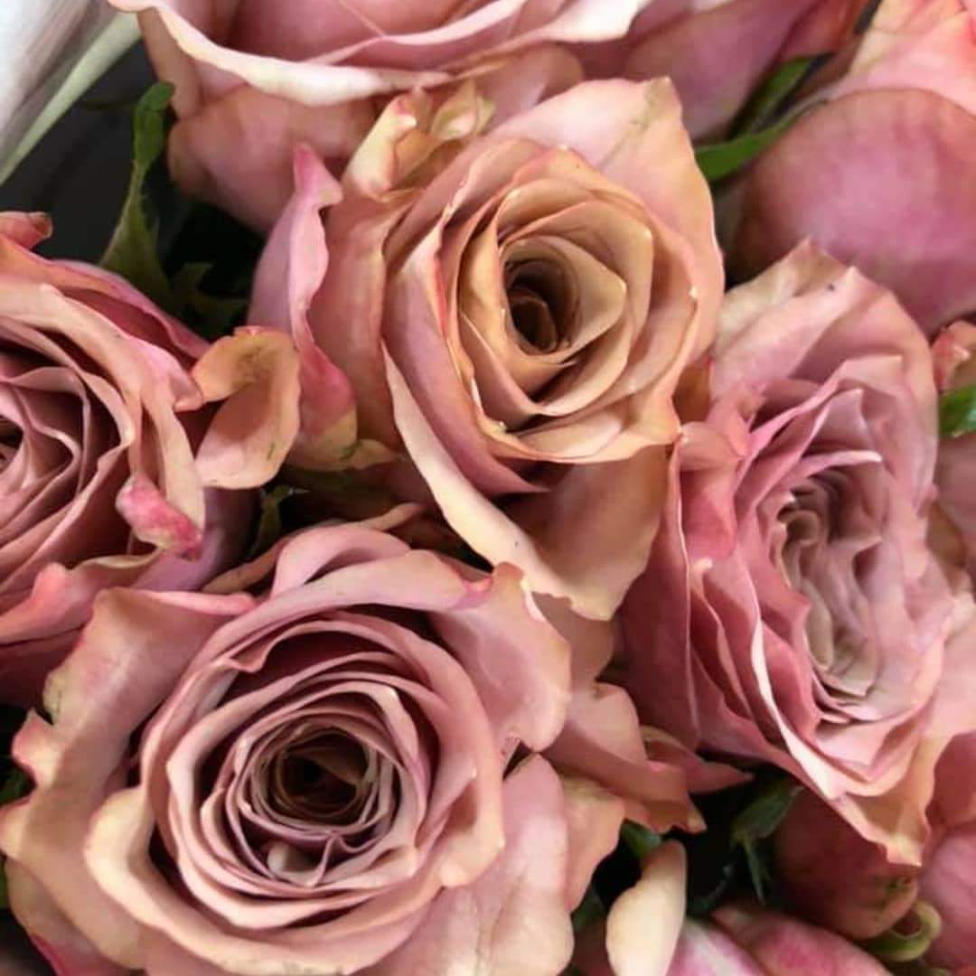 Rose Moon Dust Is 2022's Rising Star Rose Among Top Floral