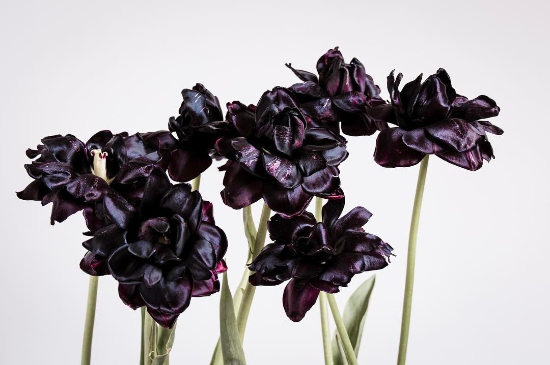 Black tulips - Queen of Night - open flowers - on Thursd