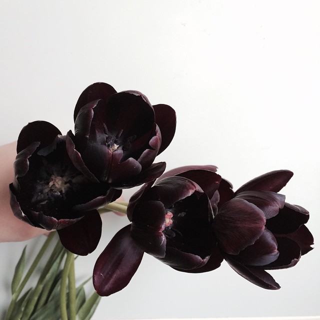 dark purple tulip bouquet