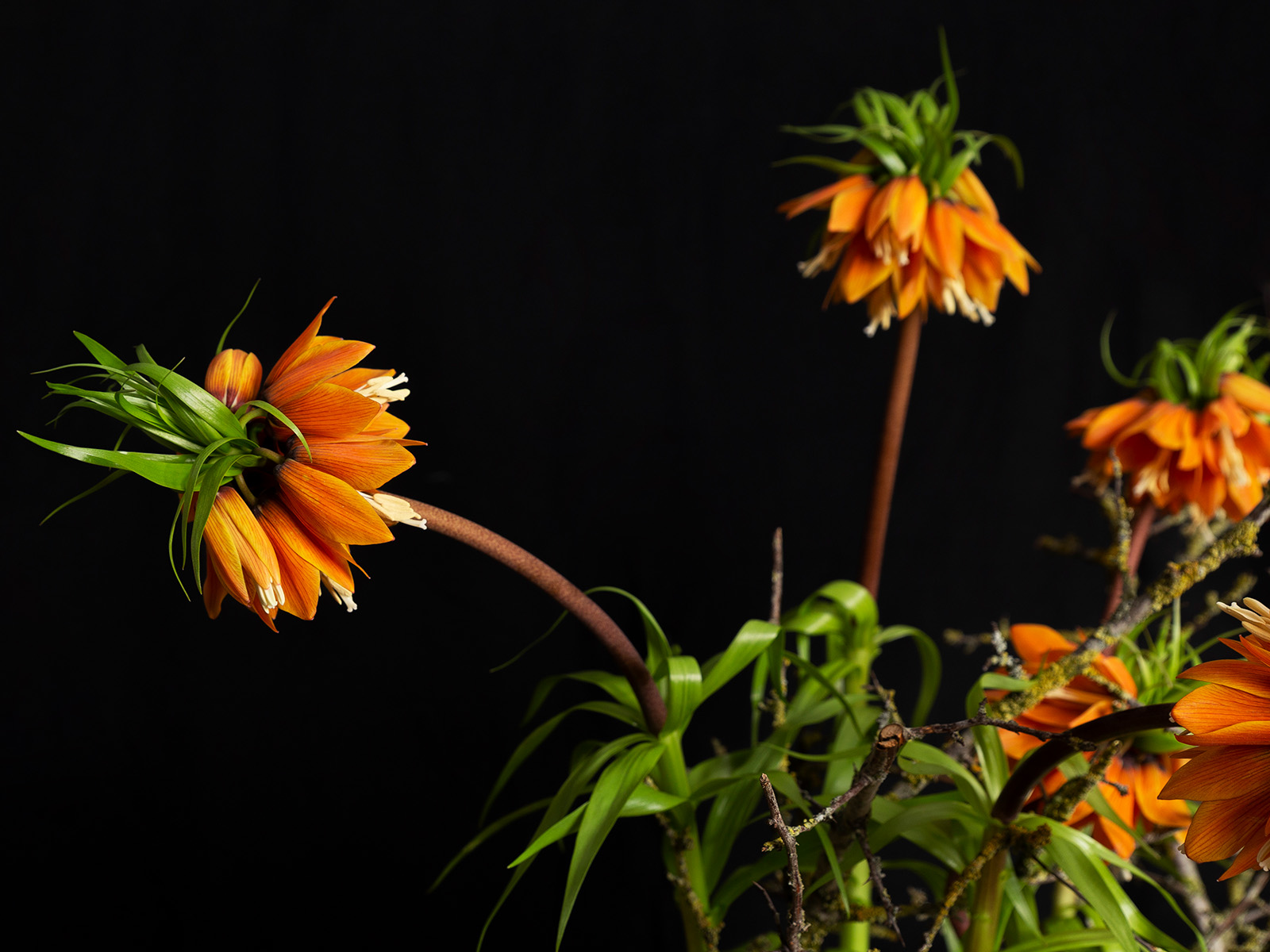Fritillaria Orange Sweet by Radical Wonders - on Thursd