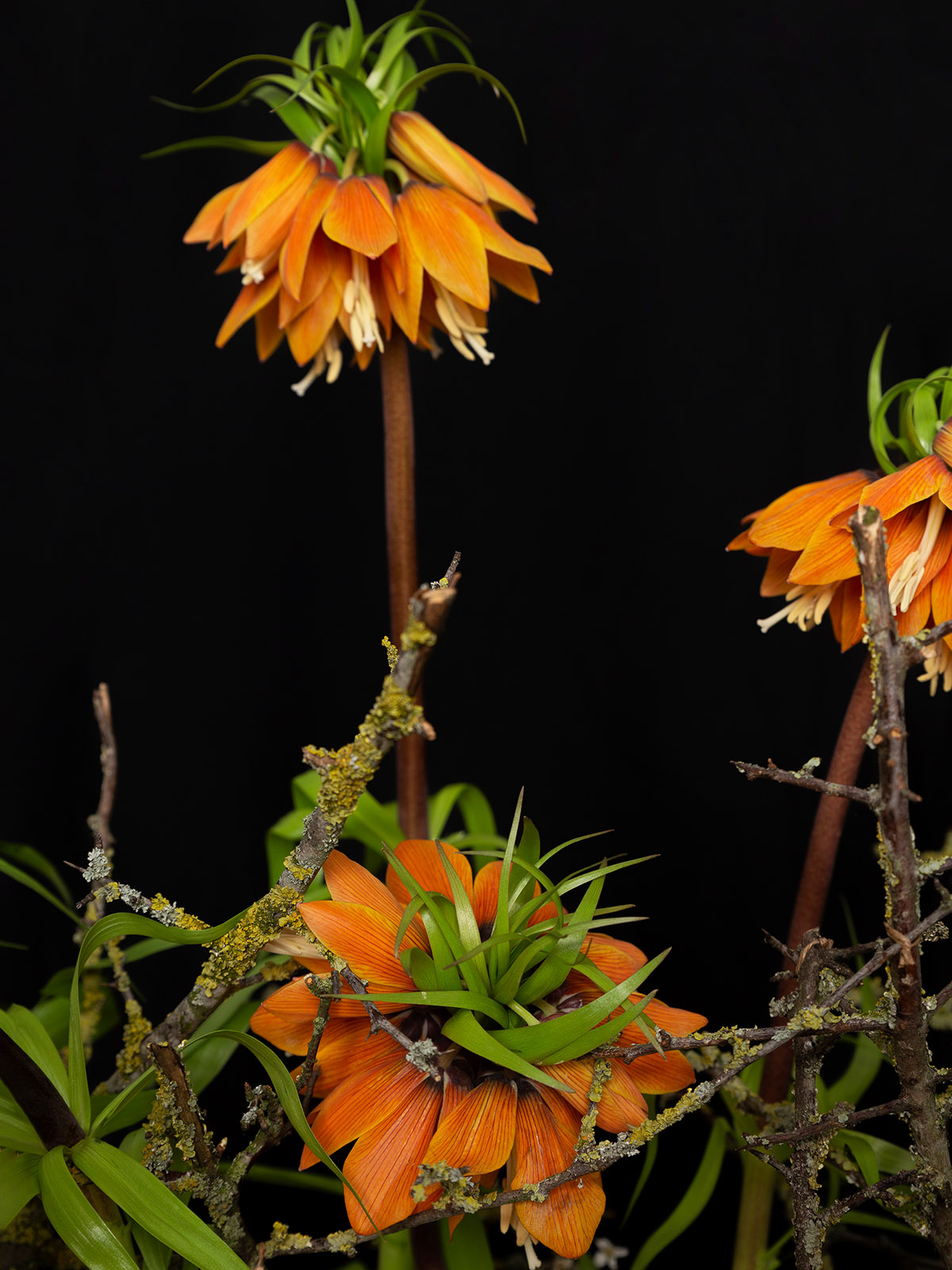 Fritillaria Orange Sweet close-up - on Thursd