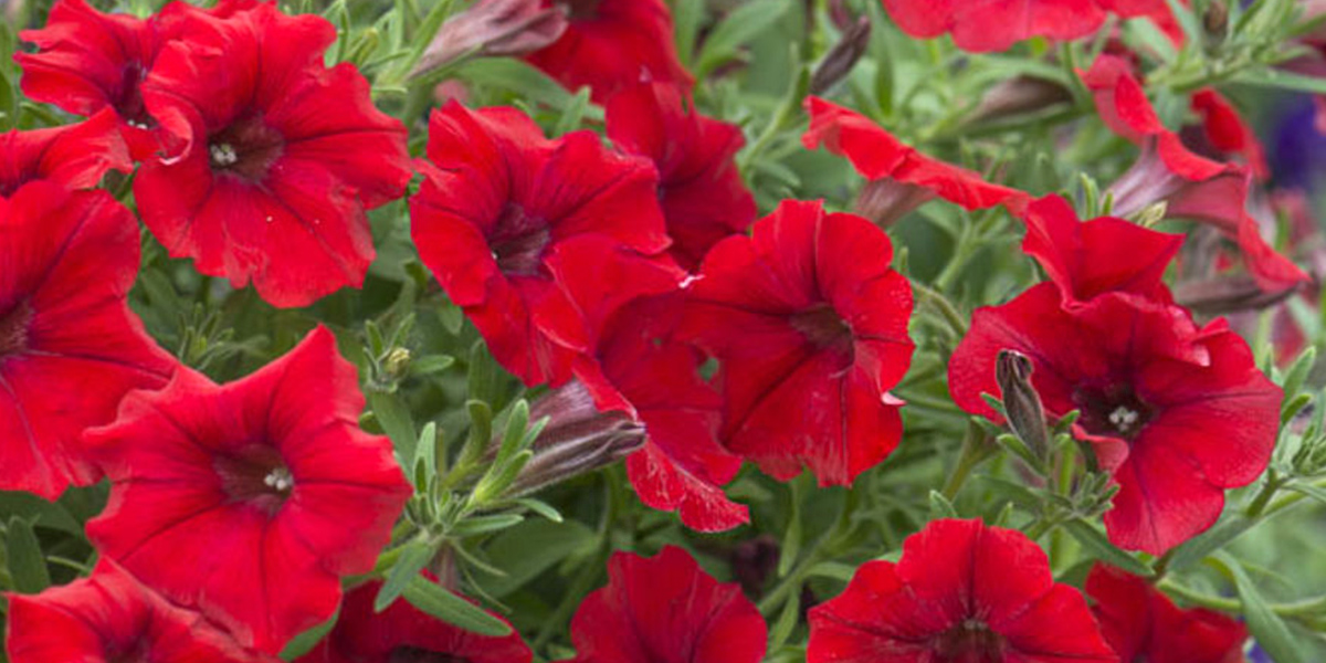 Petunia Red Plant on Thursd header