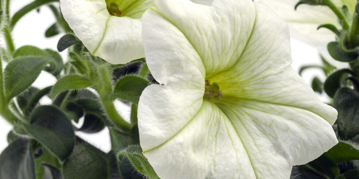 Petunia White Plant on Thursd header