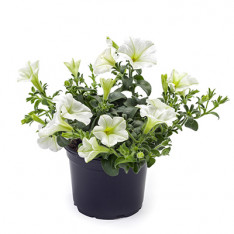 Petunia Tea White