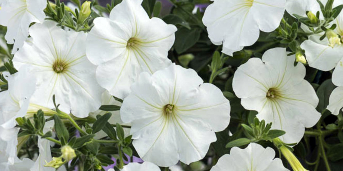 Beekenkamp Petunia Tea White on Thursd