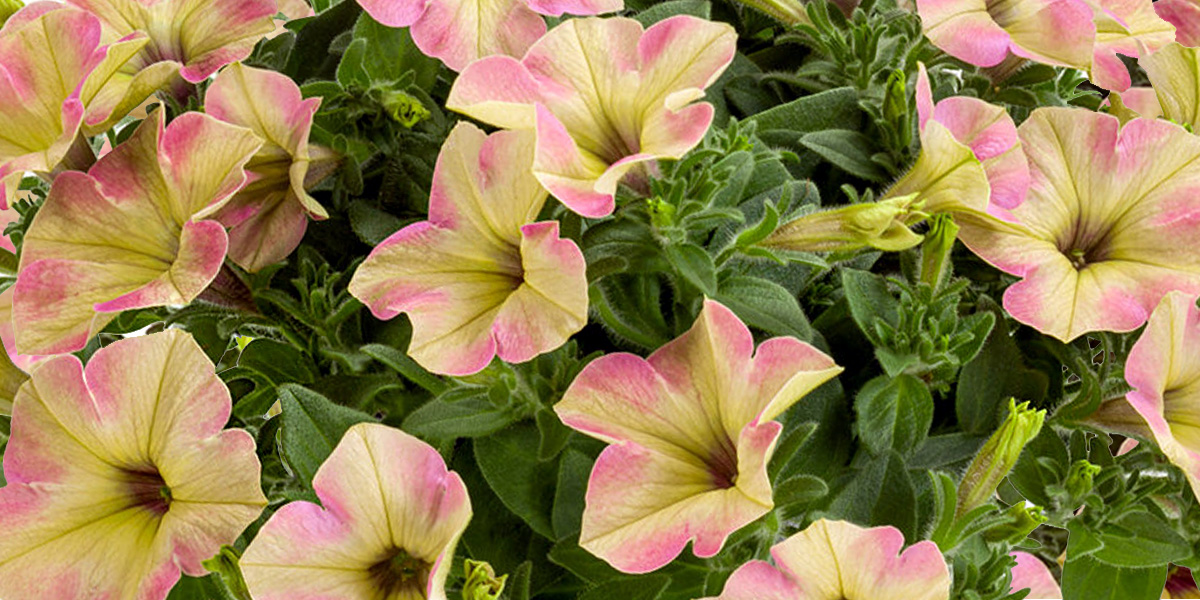 Beekenkamp Petunia Tea Flamingo on Thursd