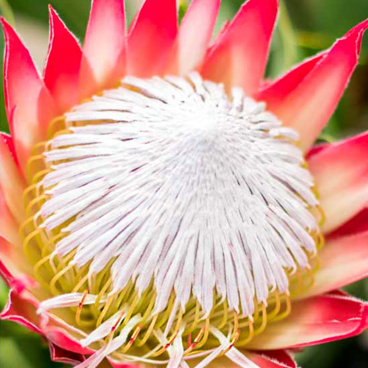 Zuluflora Protea Madiba - on Thursd