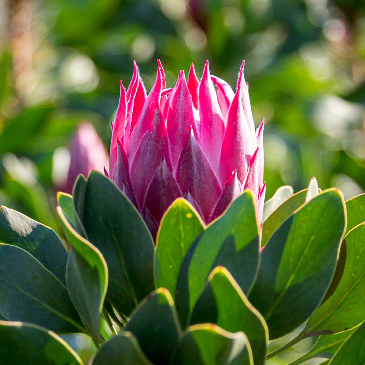 Zuluflora Protea Madiba - on Thursd