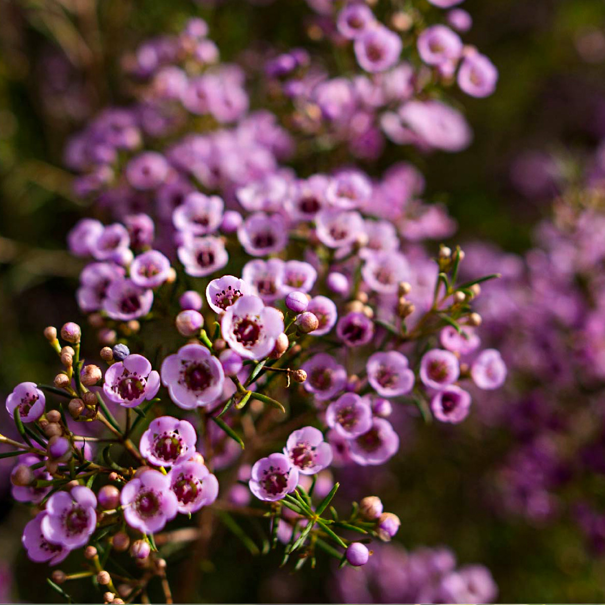 Zuluflora Waxflower Pink - on Thursd