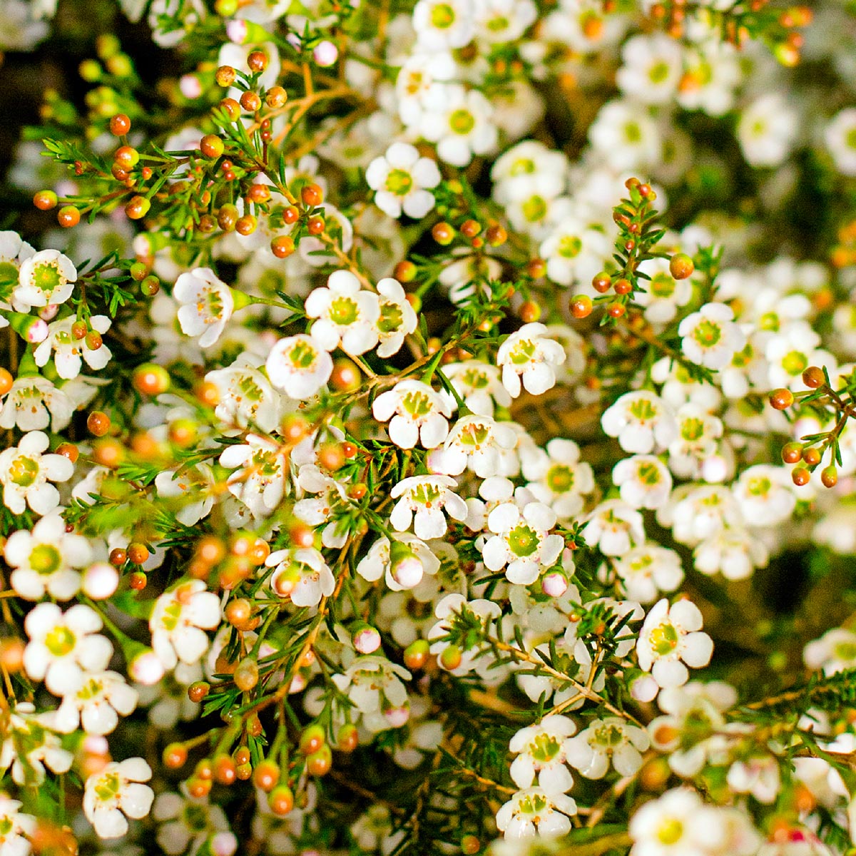 Zuluflora Waxflower White - on Thursd