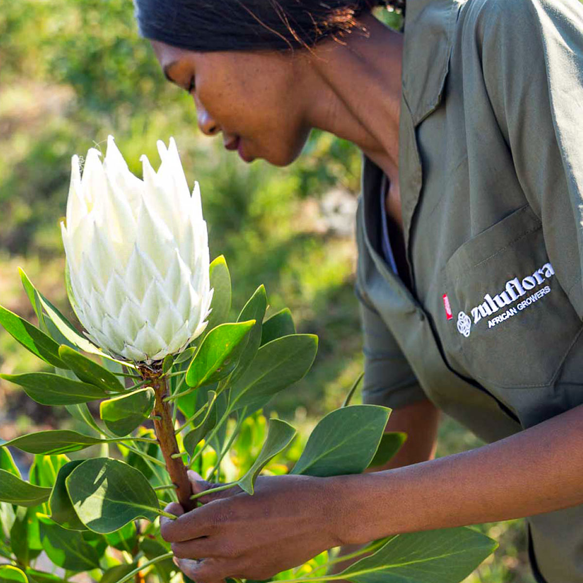 Zuluflora African growers feature - on Thursd