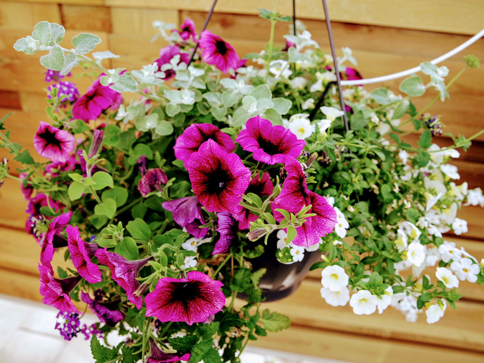 Beekenkamp Petunia Tea Mixed Hanging Basket on Thursd