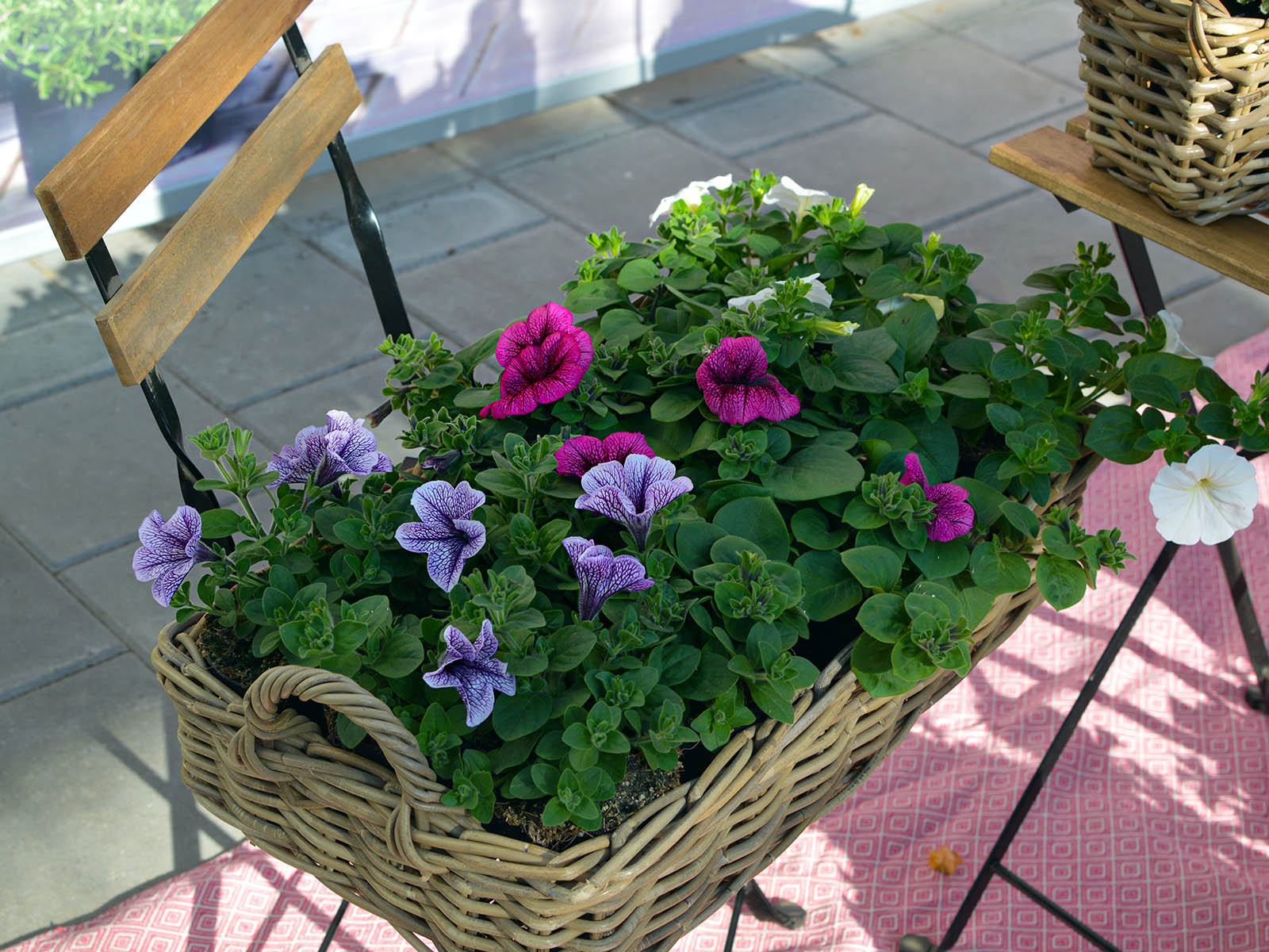 Beekenkamp Petunia Tea Mixed Basket on Thursd