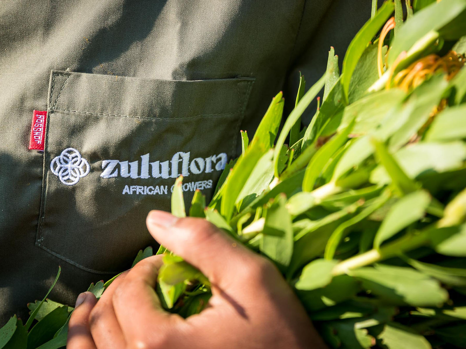 Zuluflora Leucospermum harvest - on Thursd