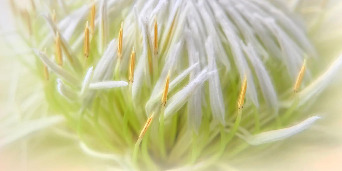 Protea King White Cut flower on Thursd header