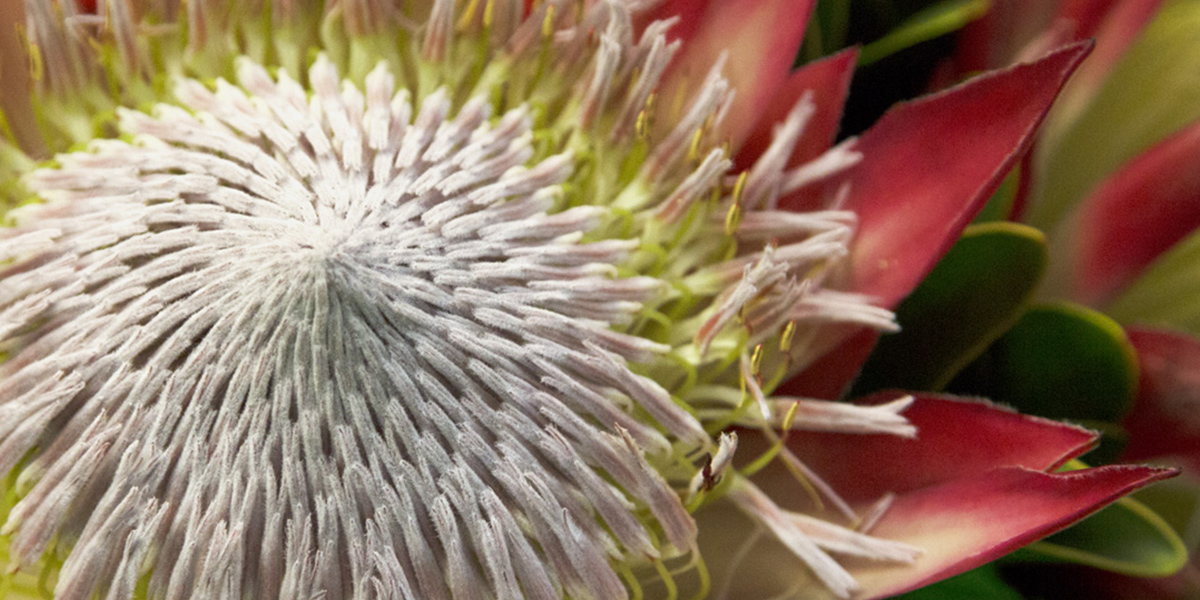 Protea Madiba Cut flower on Thursd header