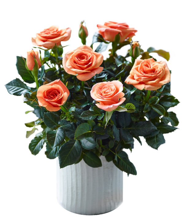 TOTF2021 Roses Forever