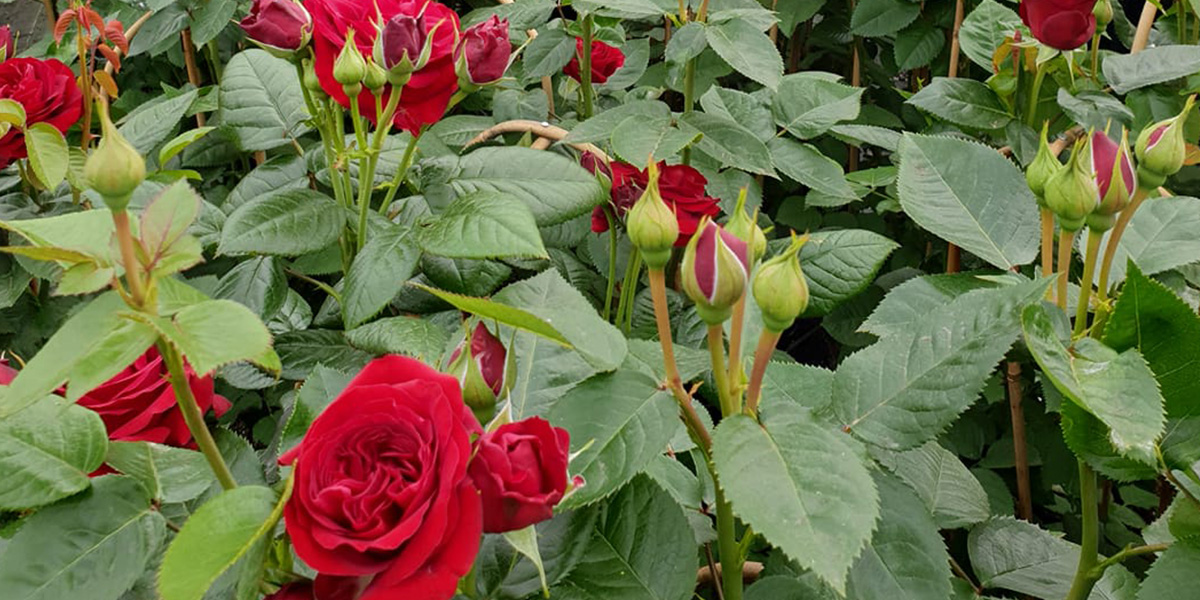 Rose Grand Select Garden rose on Thursd header