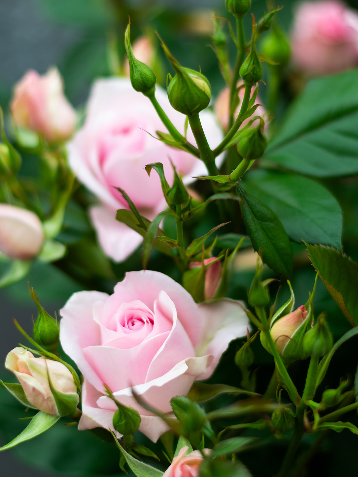 Garden rose Classic Select by Select Breeding - on Thursd