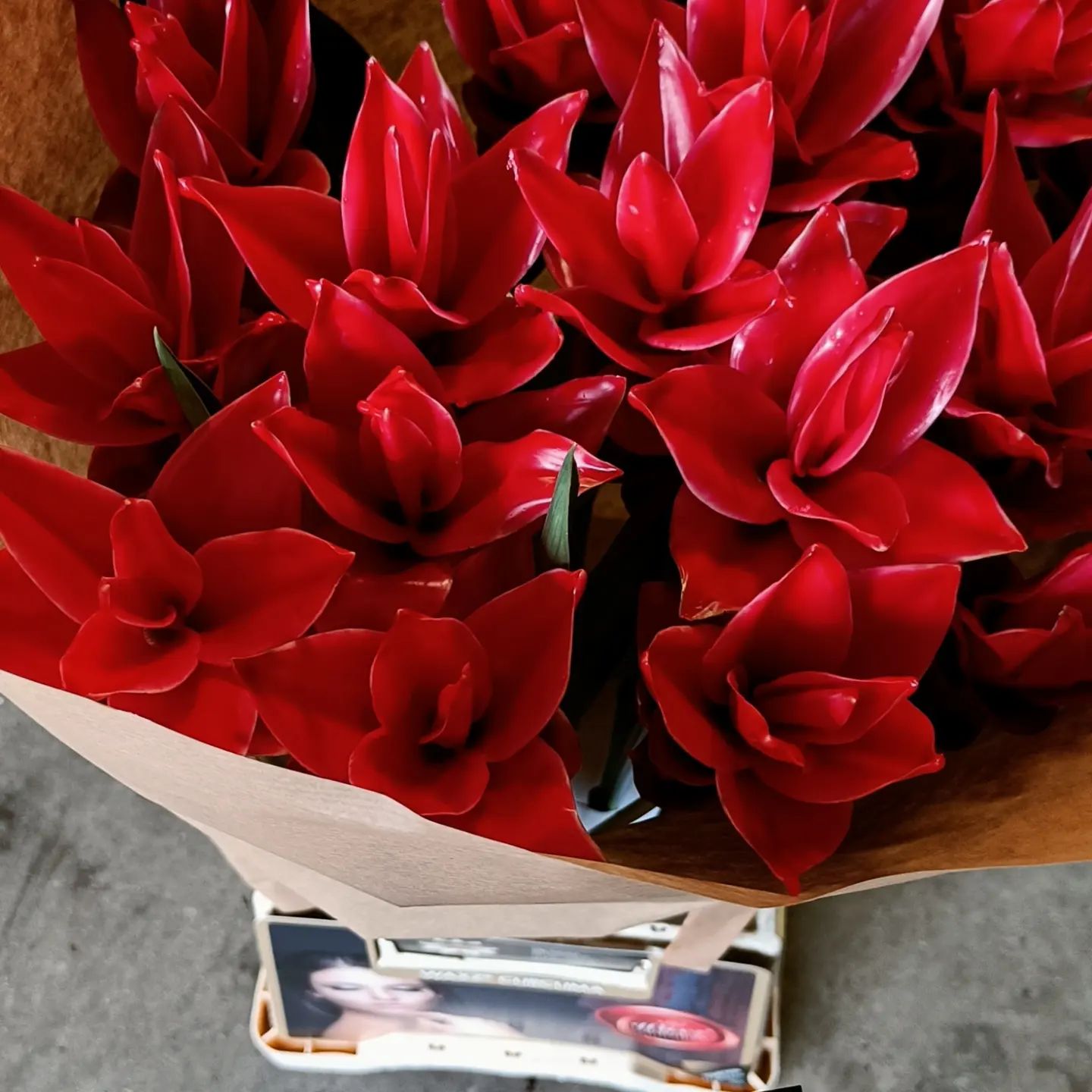 Waxed Cucuma cut flowers in red - on Thursd.