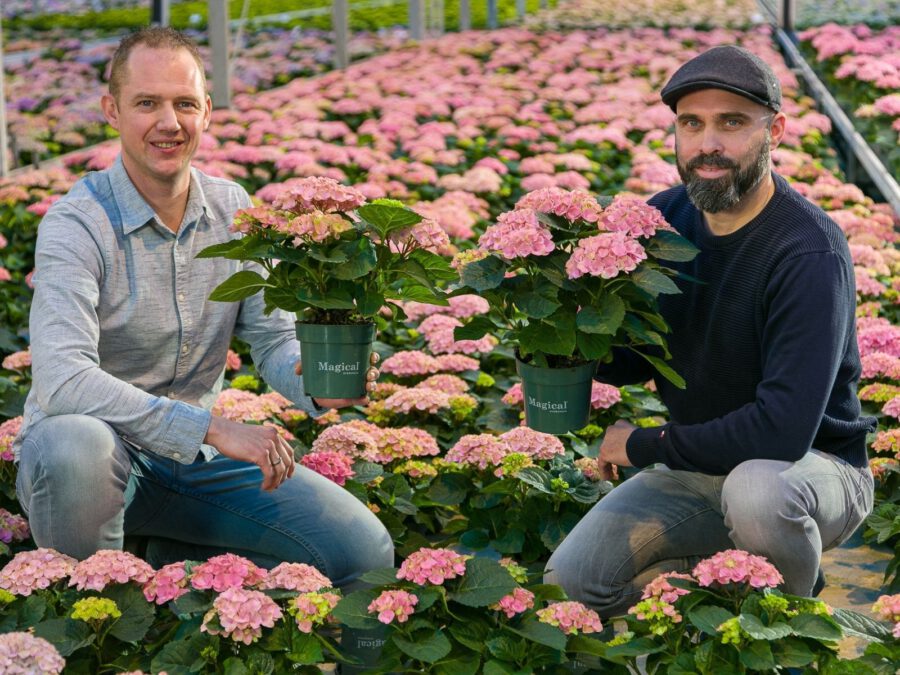 TOTF2021 - Magical Hydrangea for Colorful Moments - booth 23 on thursd - hydrangea growers erik and robin