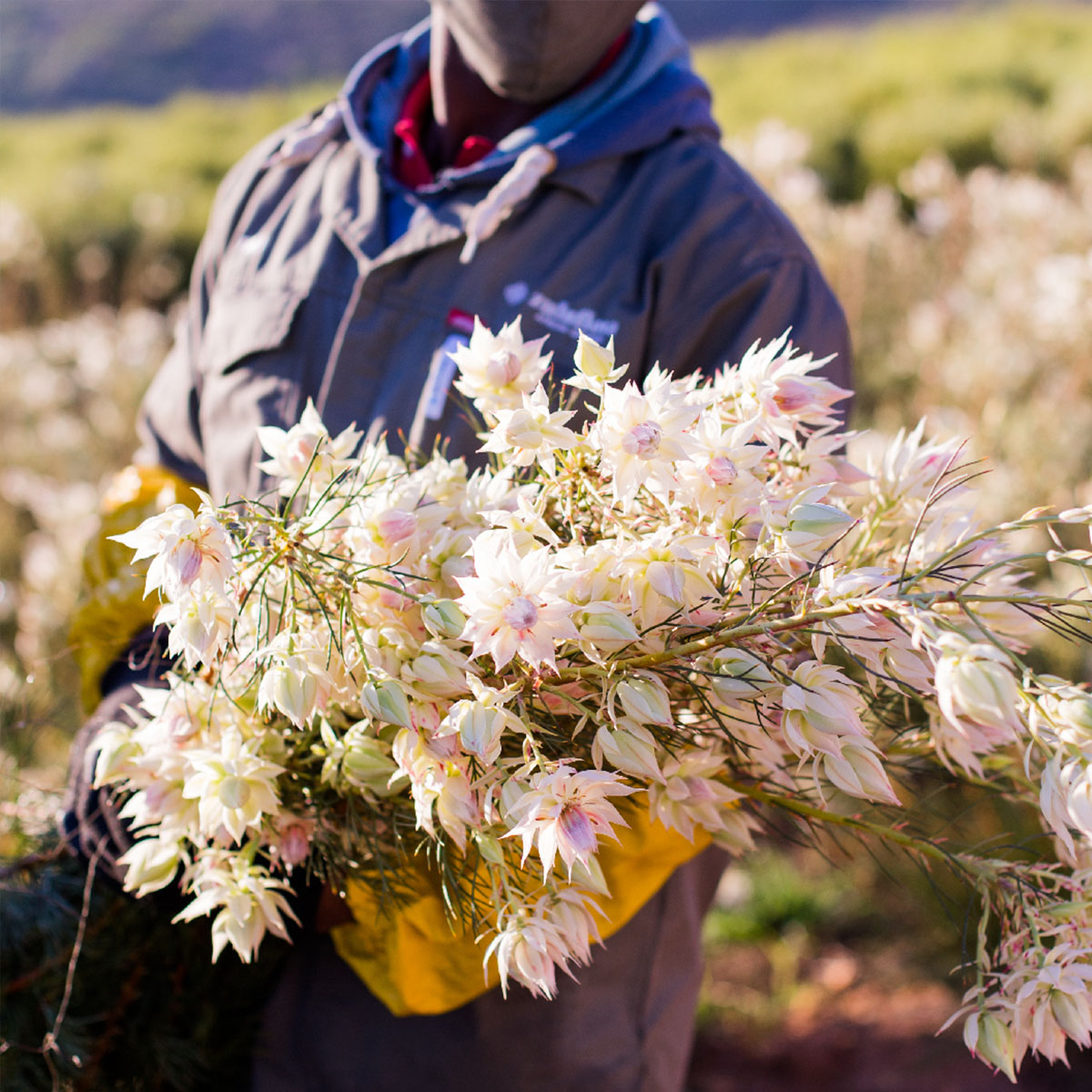 Zuluflora Protea Blushing Bride - on Thursd