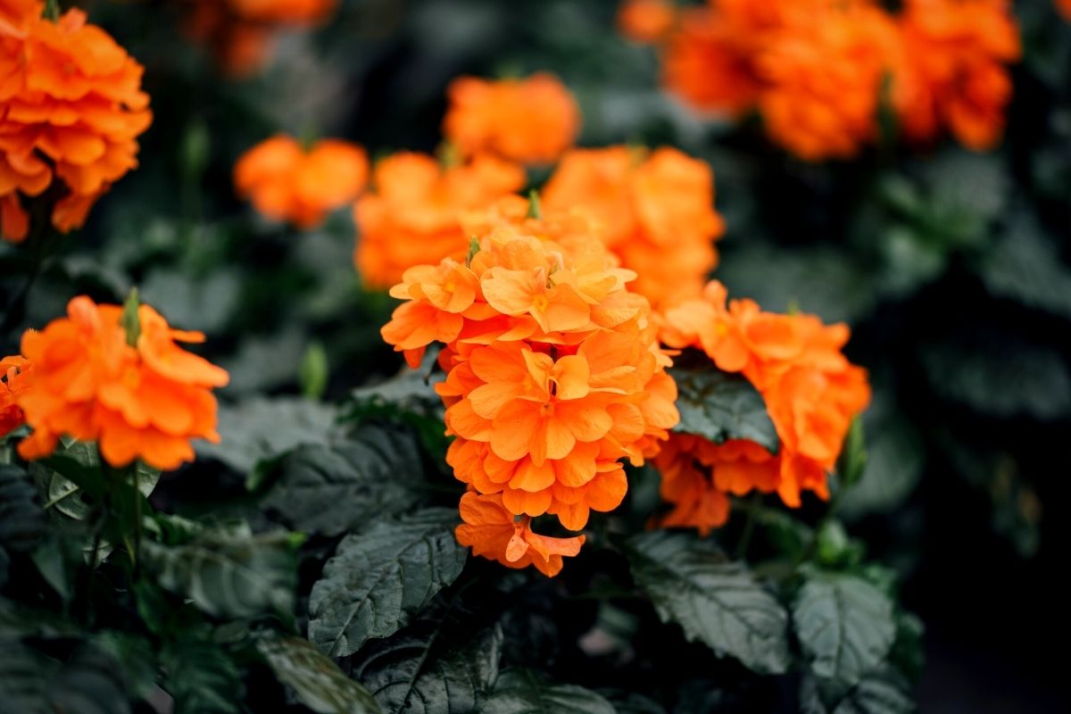 Crossandra plant by Richplant - on Thursd.