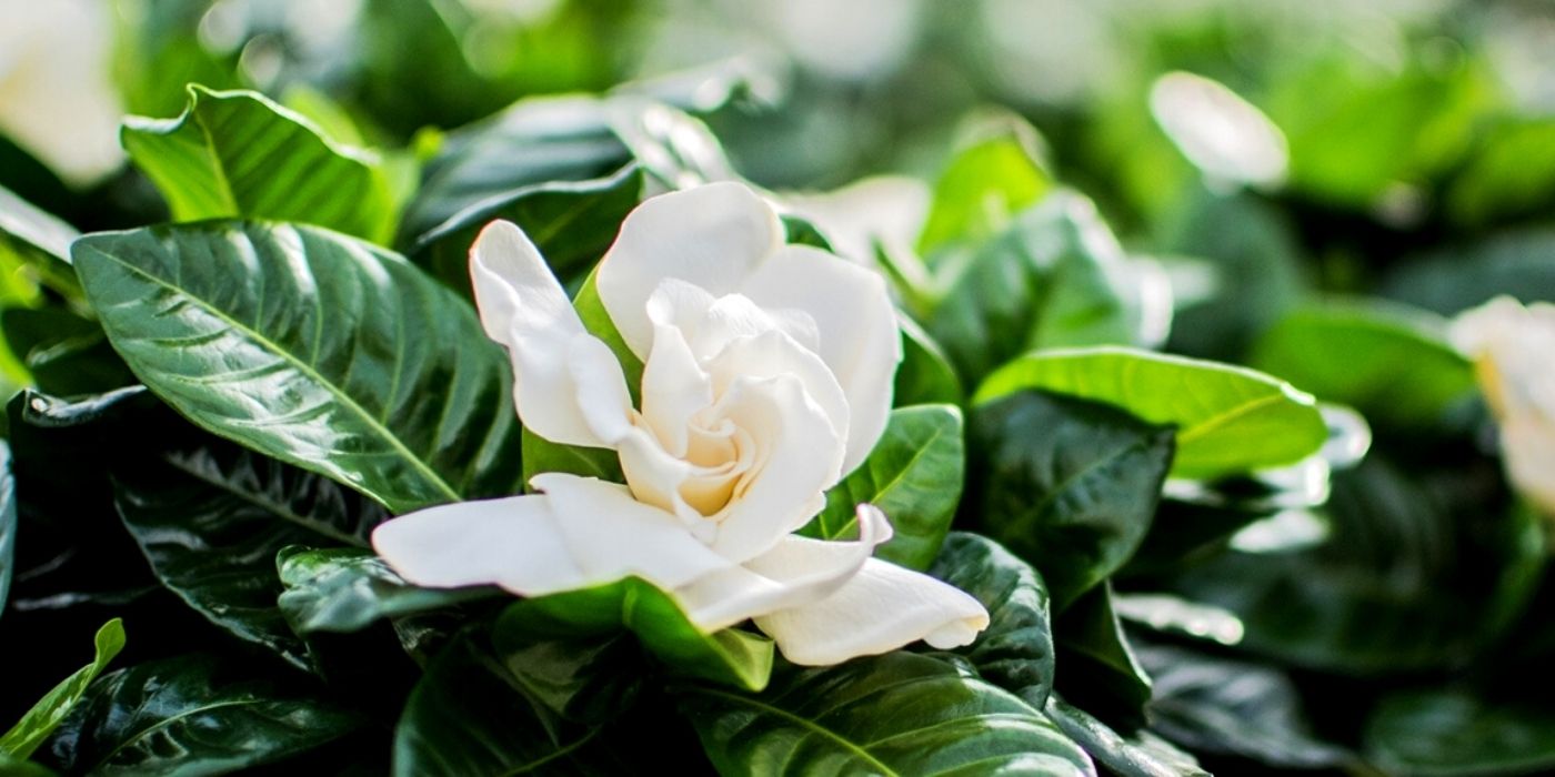 Blooming Gardenias Throughout the Year, and a Lot More Amazing Houseplants  at Richplant - Article on Thursd