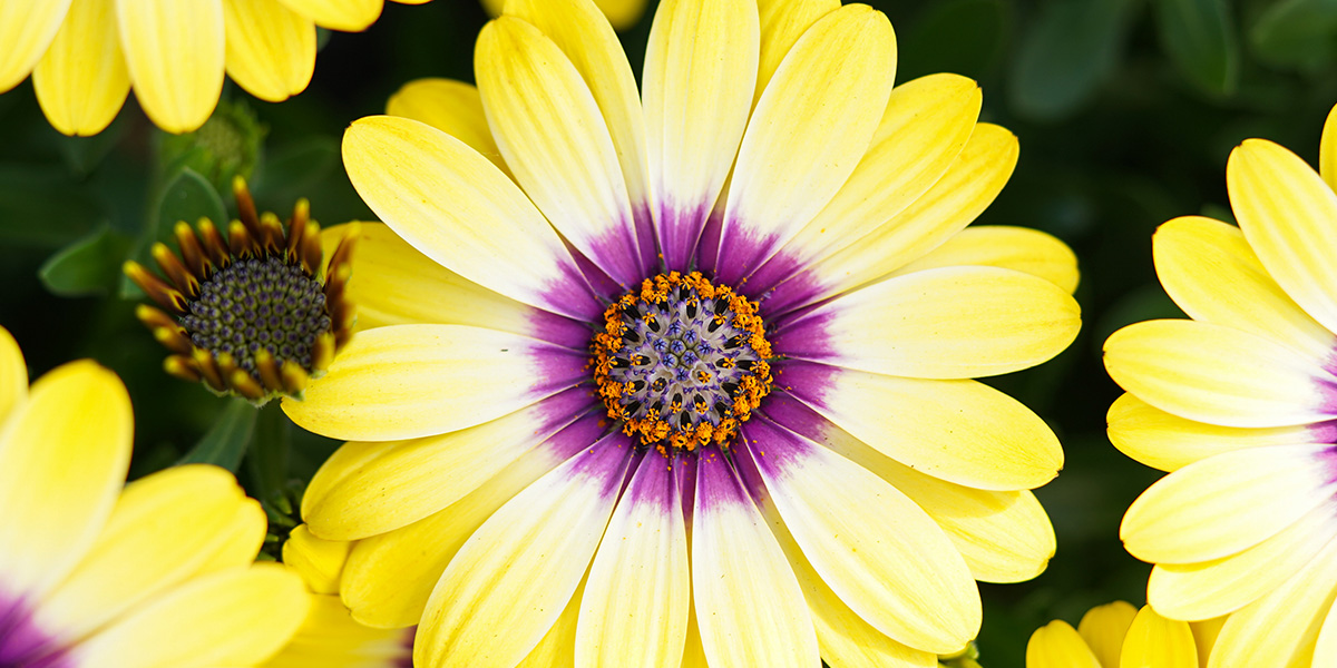 Osteospermum Blue Eyed Beauty Plant on Thursd header