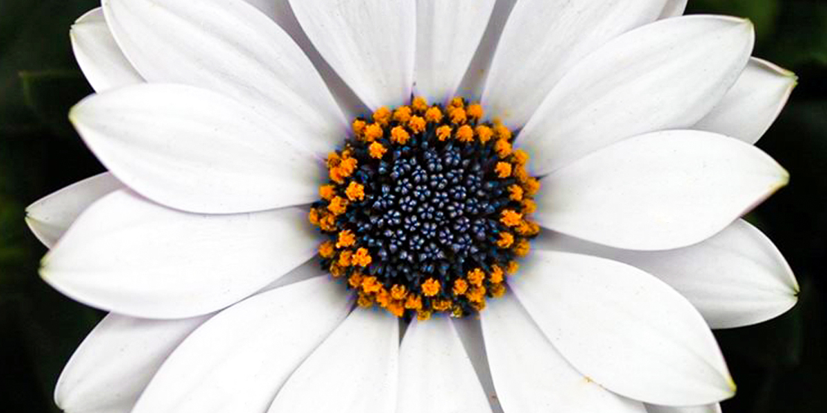 Osteospermum Ice Plant on Thursd header