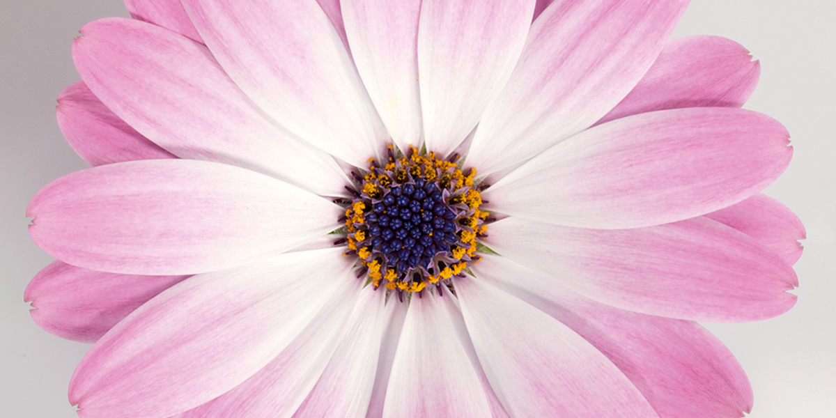 Osteospermum Felicia Plant on Thursd header