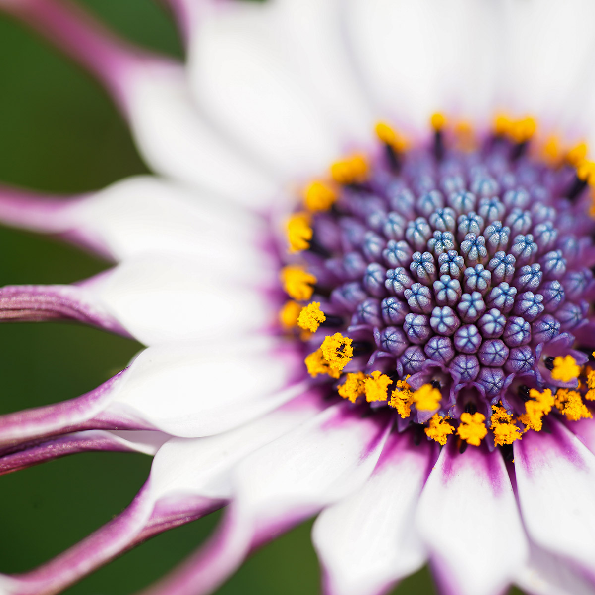 the-human-traits-of-the-osteospermum-featured