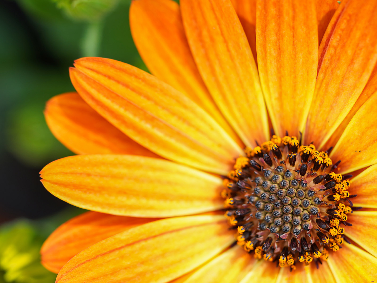 Decorum Osteospermum Orange on Thursd