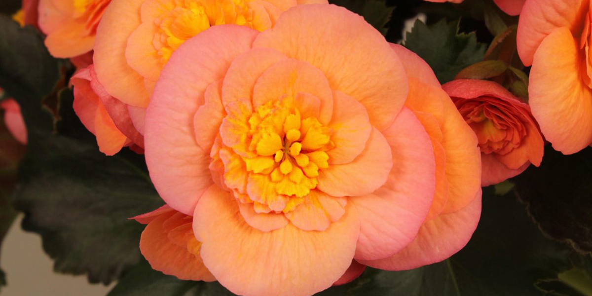 Begonia Belove Peach Plant on Thursd header