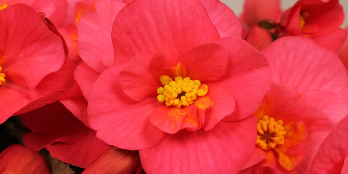 Begonia Belove Pink Plant on Thursd header