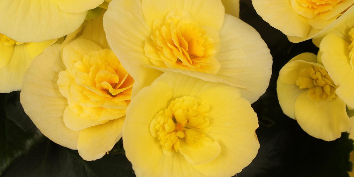 Begonia Belove Yellow