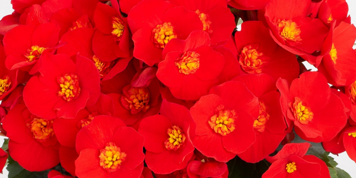 Begonia Belove Red Plant on Thursd header