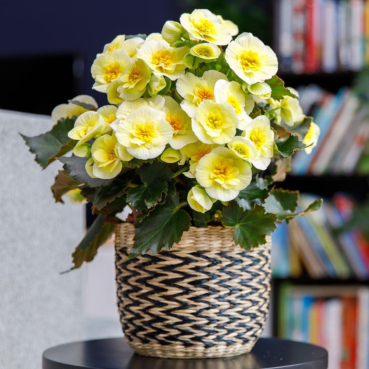 begonia-belove-lets-you-choose-indoor-or-outdoor-featured