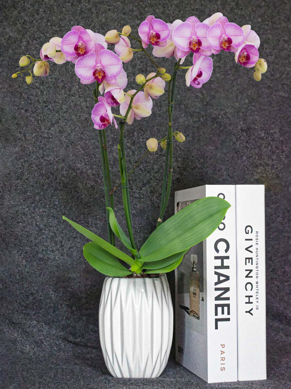 Orchidee Phalaenopsis 2 Rispen Seidenblume lavendel pink 98 cm 60085-20 F4 