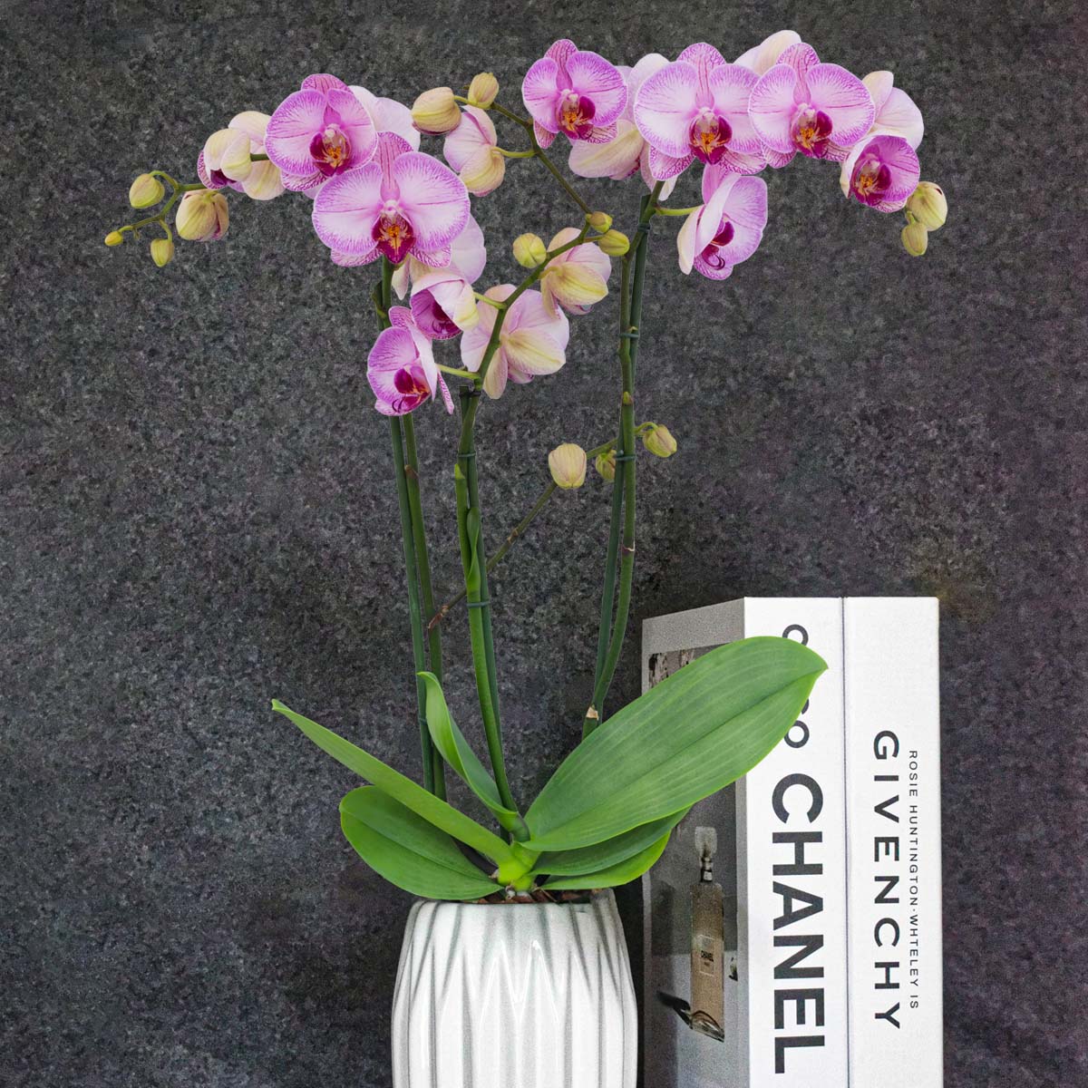 these-passionate-pink-phalaenopsis-from-floricultura-make-your-day-featured