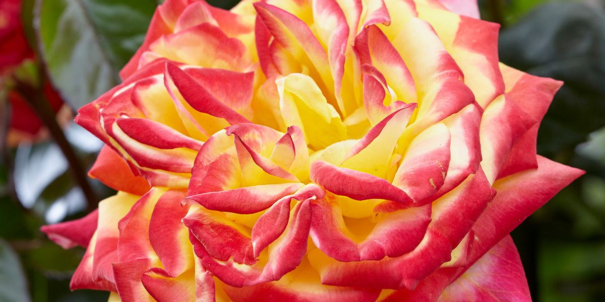 Rose Twister Select Garden rose on Thursd header